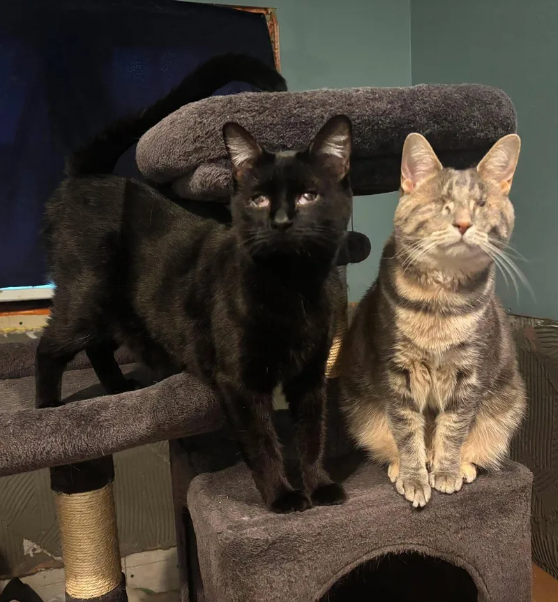 An adult medium-sized female Black Domestic Short Hair cat named Peach & Kiwi BONDED for adoption in Mount Morris, MI