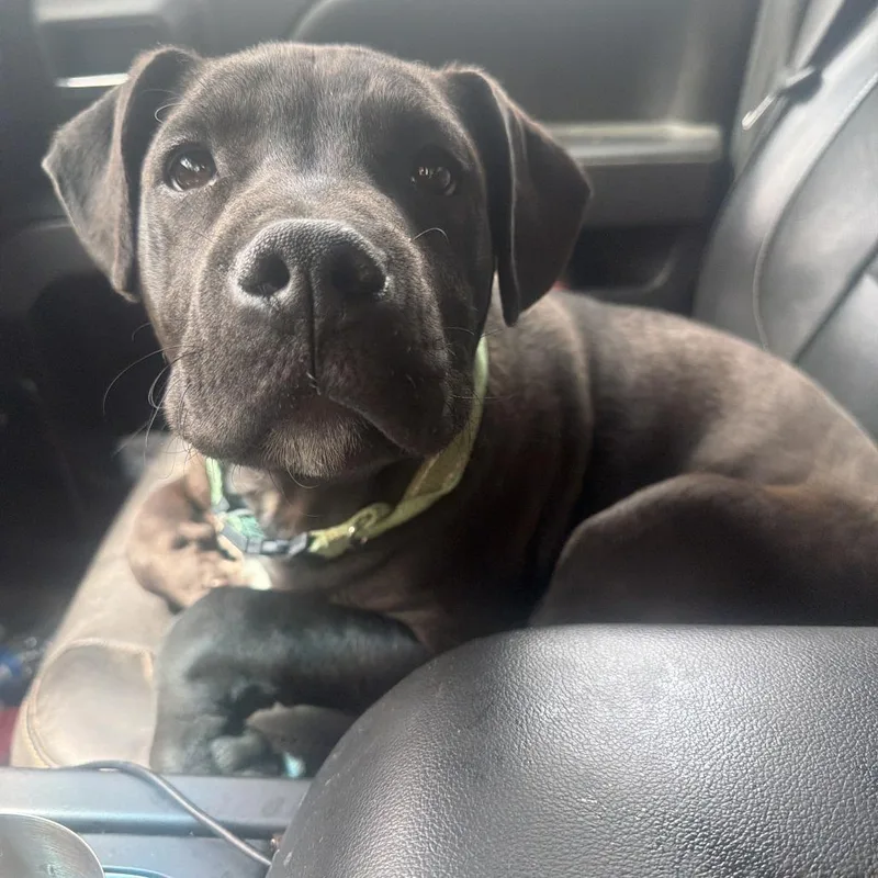 A baby medium-sized male Brown / Chocolate Pit Bull Terrier dog named Cricket for adoption in Greensboro, NC