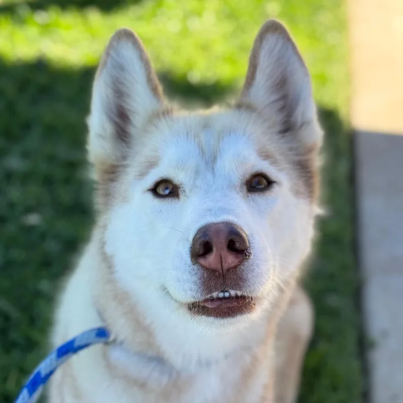 An adult medium-sized female White / Cream Husky dog named Leah for adoption in Santa Barbara, CA