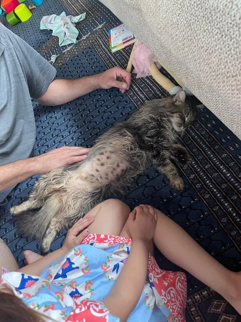 A young medium-sized female Domestic Long Hair cat named Gemstone for adoption in Youngsville, NC