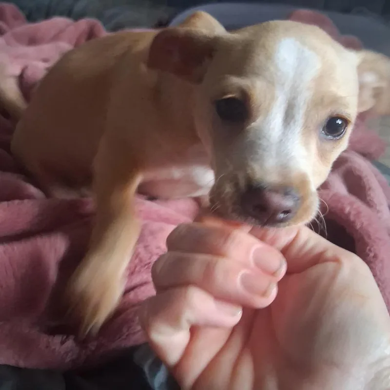 Churro thumbnail 5