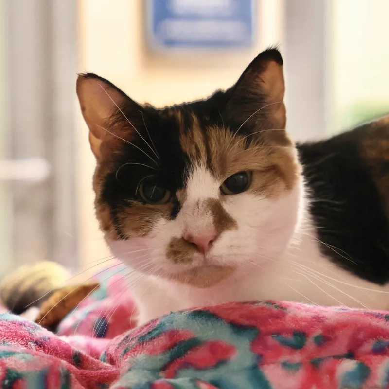 An adult medium-sized female Black Domestic Short Hair cat named Hope for adoption in Briarcliff Manor, NY