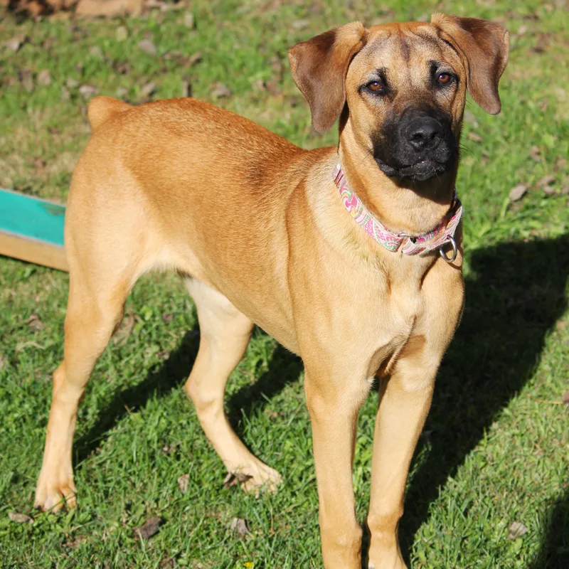 A baby large-sized female Cane Corso dog named Baela for adoption in Hayward, WI