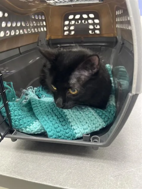 A young medium-sized male Domestic Medium Hair cat named Fluffy for adoption in Omaha, NE