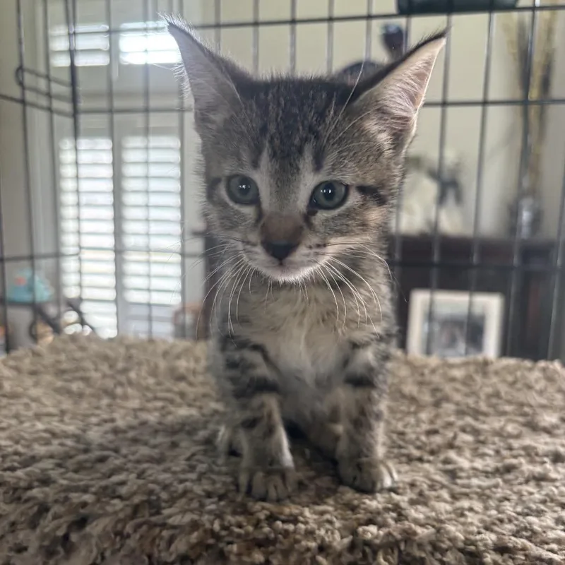 A baby small-sized female Gray / Blue / Silver Domestic Short Hair cat named Ember for adoption in League City, TX
