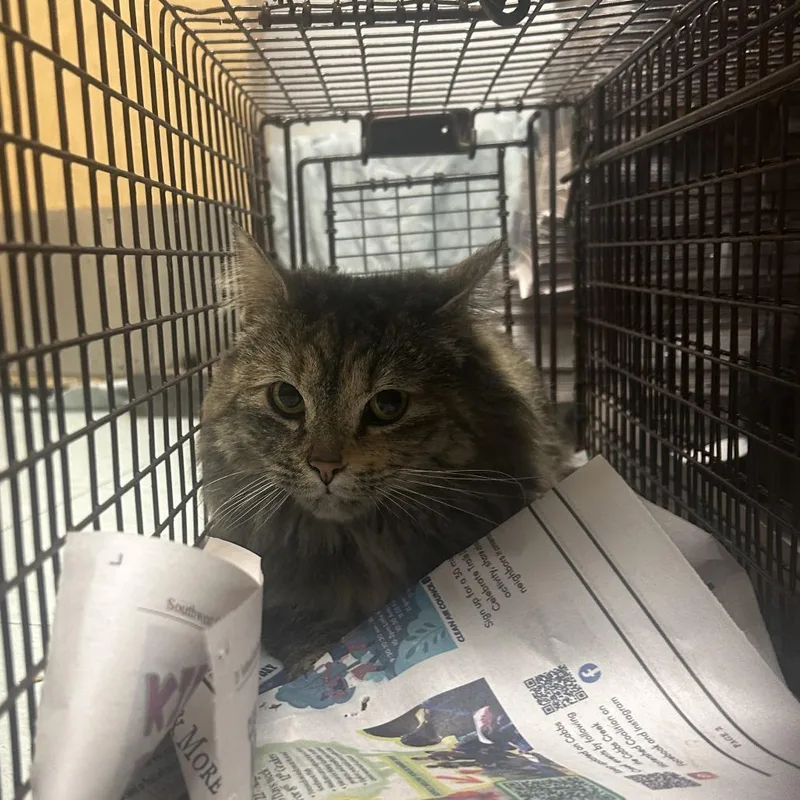 An adult medium-sized female Brown / Chocolate Domestic Long Hair cat named Sadie for adoption in Philadelphia, PA