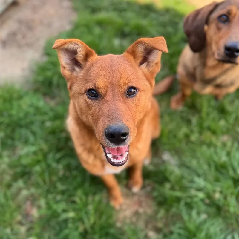 A young medium-sized female Red / Chestnut / Orange Australian Shepherd dog named Bethany for adoption in Brownsboro, AL