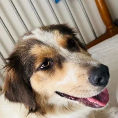 An adult medium-sized female White / Cream Mixed Breed dog named Khaleesi for adoption in Flagstaff, AZ