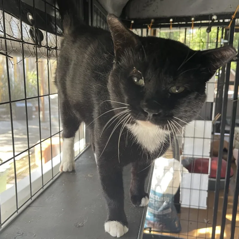 An adult large-sized male Black Domestic Short Hair cat named Catch for adoption in Boston, MA