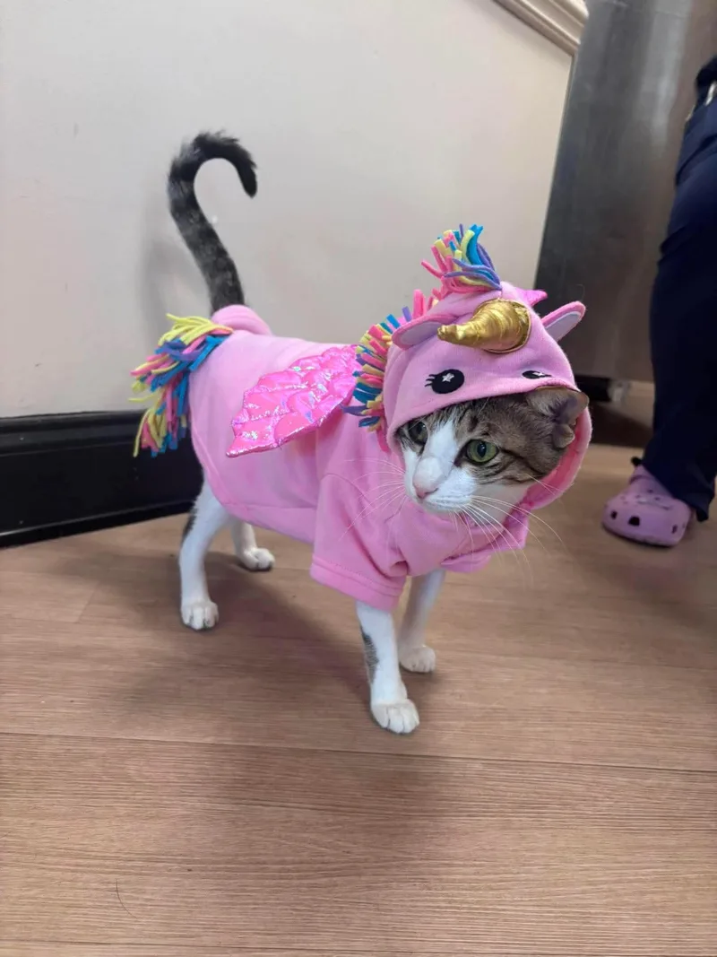 An adult medium-sized female Egyptian Mau cat named Sky for adoption in Tampa, FL