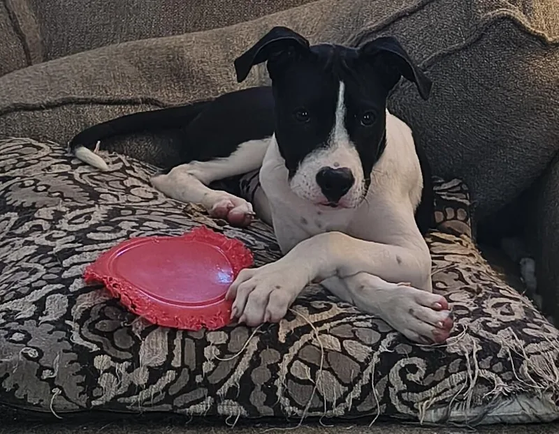 An adult medium-sized female Terrier dog named Missy for adoption in Plymouth, MI