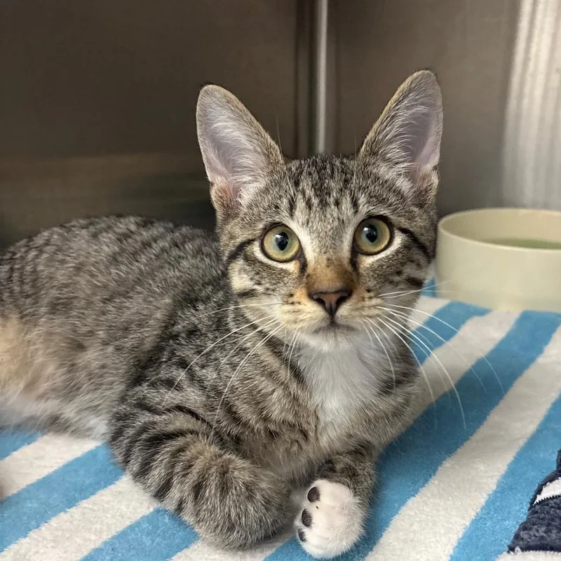 A baby small-sized male Domestic Short Hair cat named Mr.Worldwide for adoption in Fort Lauderdale, FL