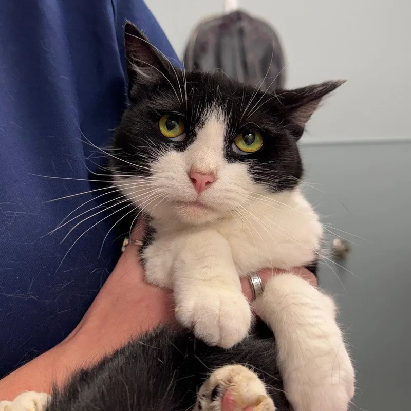 An adult medium-sized female Domestic Short Hair cat named Nova for adoption in New Castle, DE
