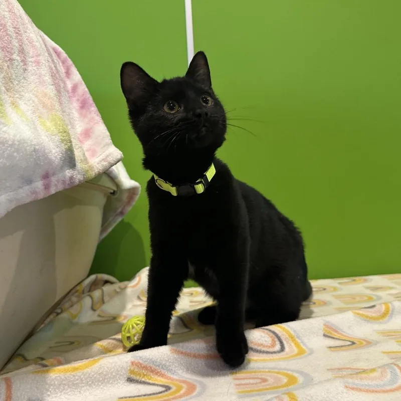 Ghoulardi thumbnail 3