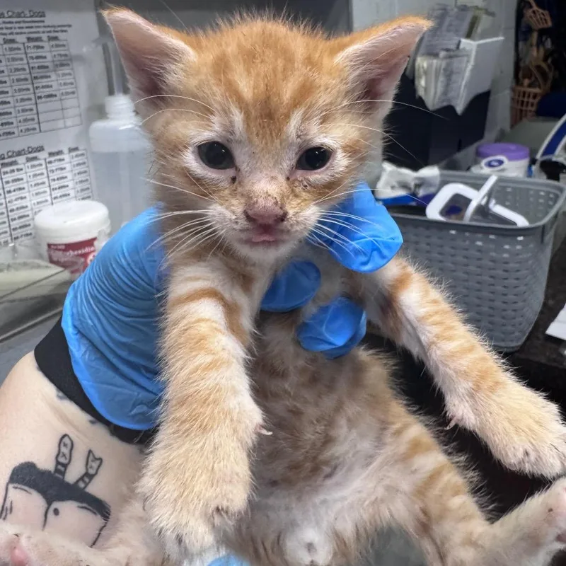 A baby small-sized male Orange / Red Domestic Short Hair cat named Napkin for adoption in Summerville, SC