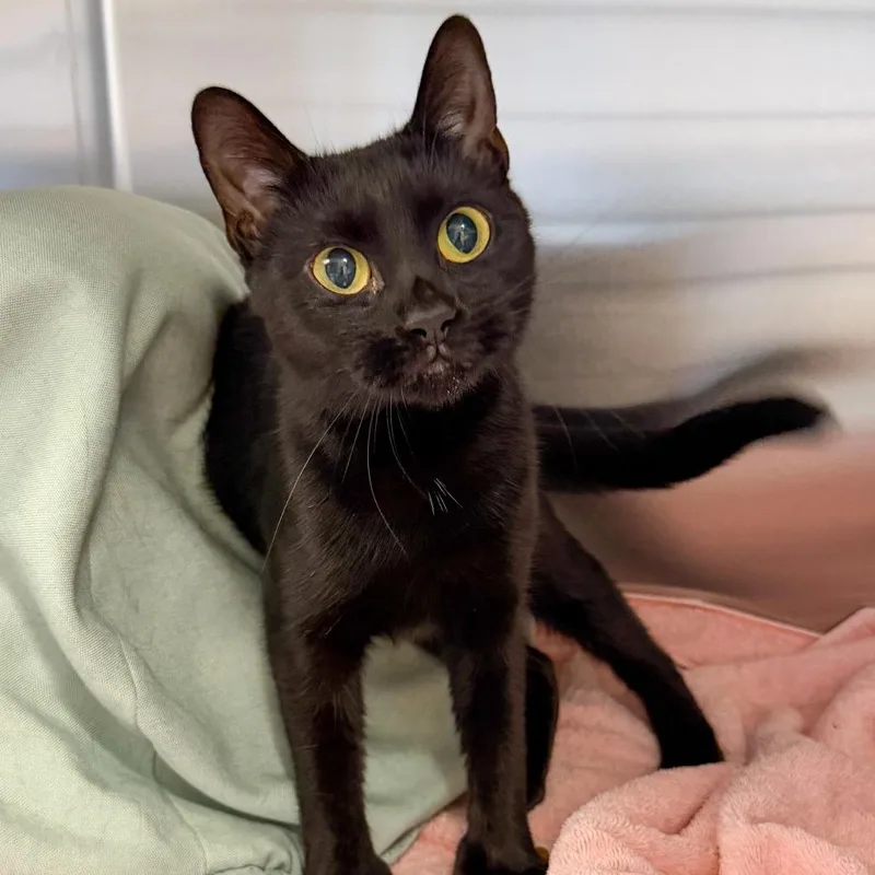 An adult medium-sized female Black Domestic Short Hair cat named Petunia for adoption in Scituate, MA
