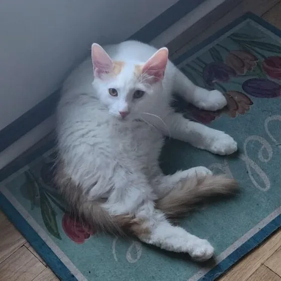 A baby small-sized female White Domestic Medium Hair cat named Faline for adoption in Elyria, OH