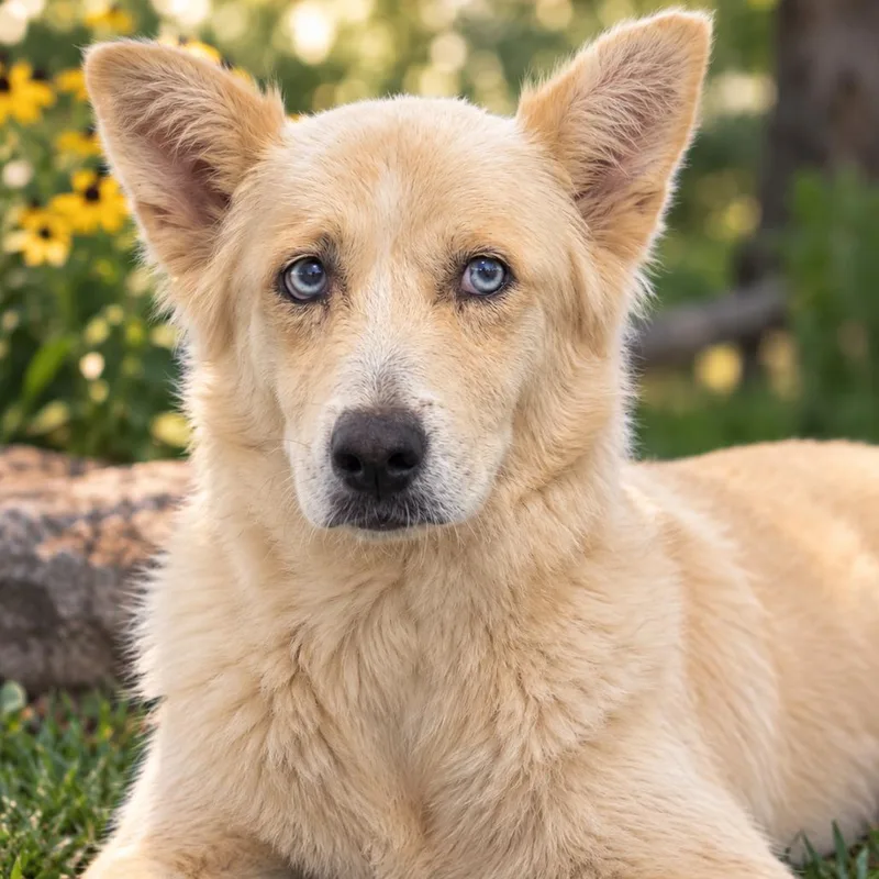 An adult medium-sized female Husky dog named Honeybee for adoption in Fredericksburg, TX