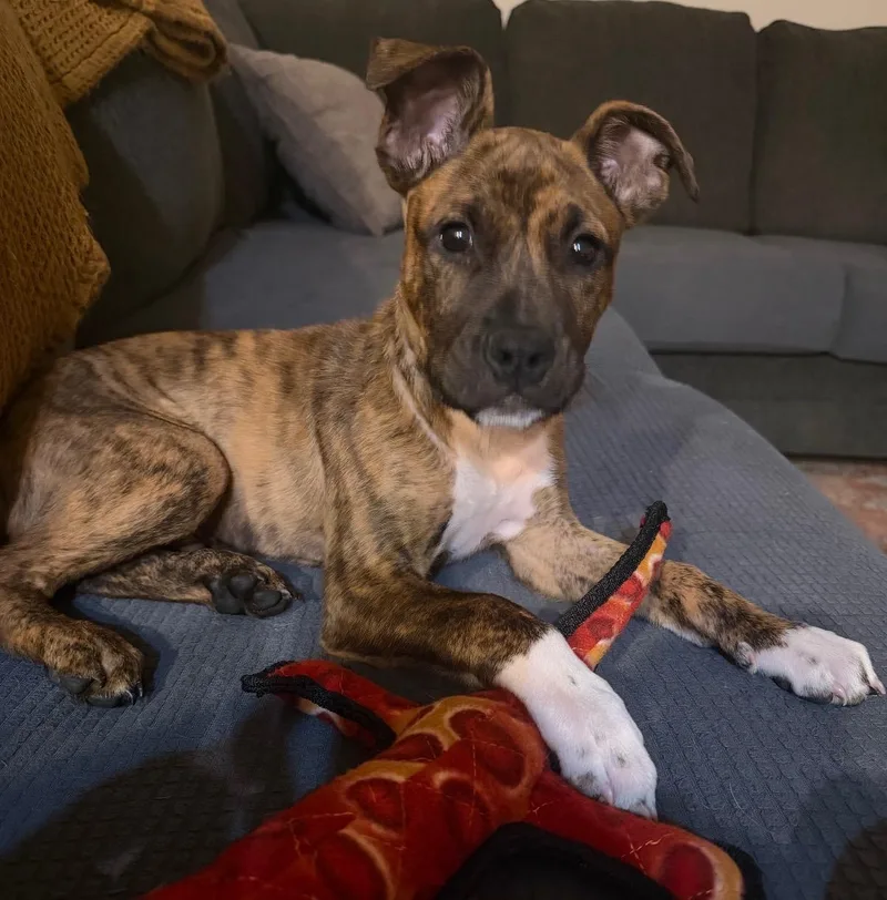 A young medium-sized male Boxer dog named Gizmo for adoption in Cornelius, NC