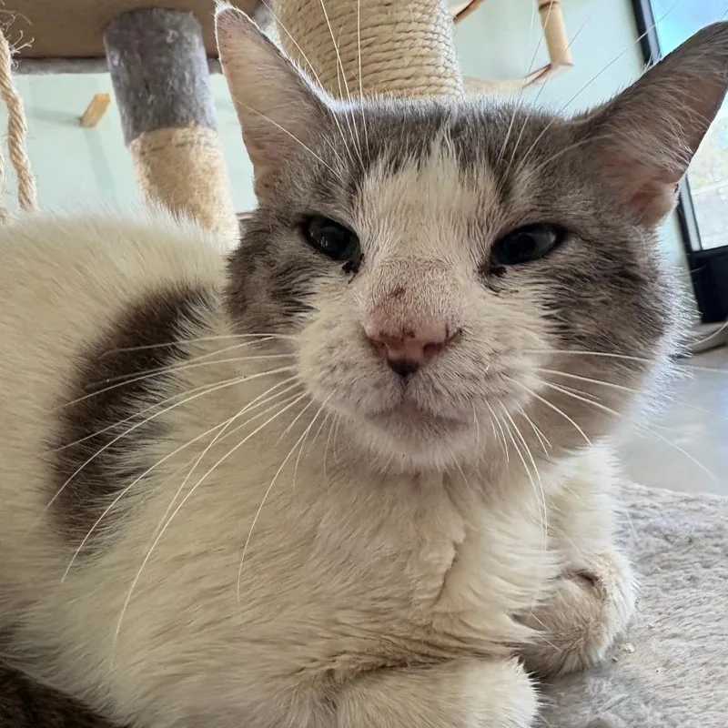 An adult medium-sized male White Domestic Short Hair cat named Mr. Spots for adoption in Leander, TX