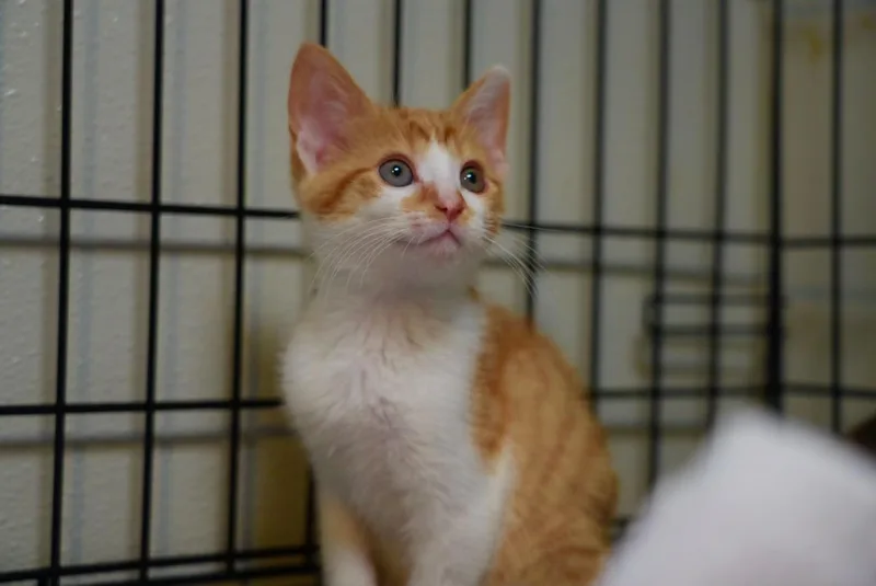 A young small-sized female Domestic Short Hair cat named Petunia for adoption in Pinson, AL