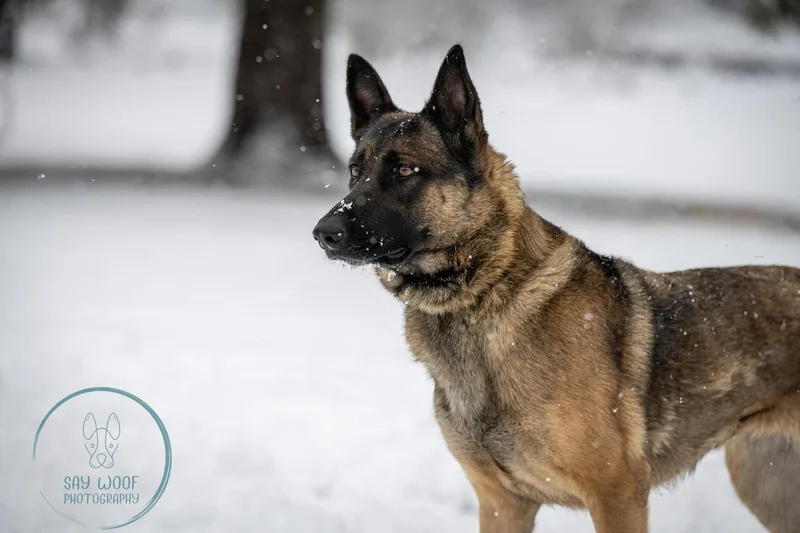 Strawberry thumbnail 2