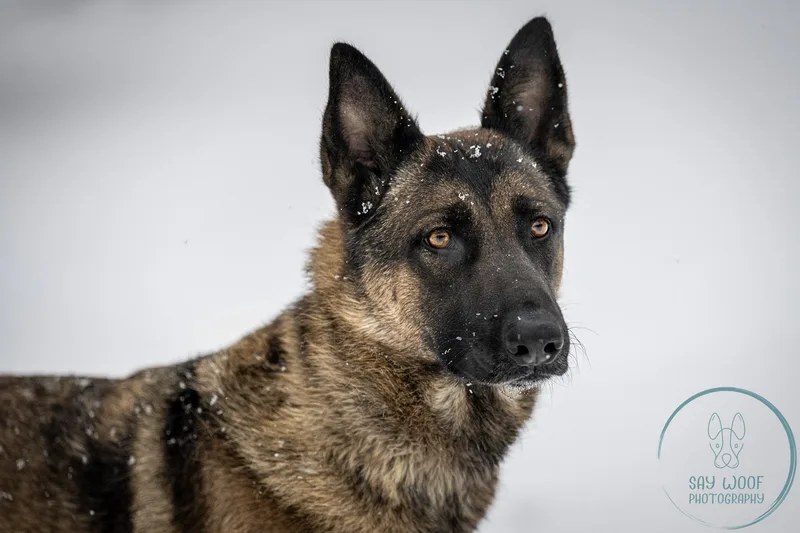 Strawberry thumbnail 5