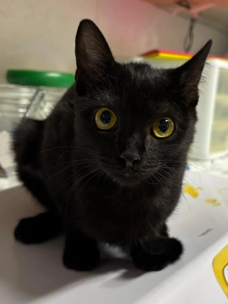 A baby small-sized female Domestic Short Hair cat named Penelope for adoption in Rutherfordton, NC