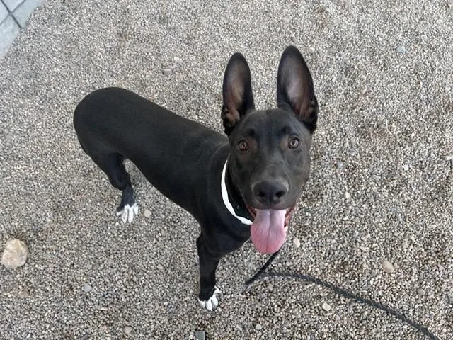 A young large-sized male Pit Bull Terrier dog named Pharaoh for adoption in Mesa, AZ