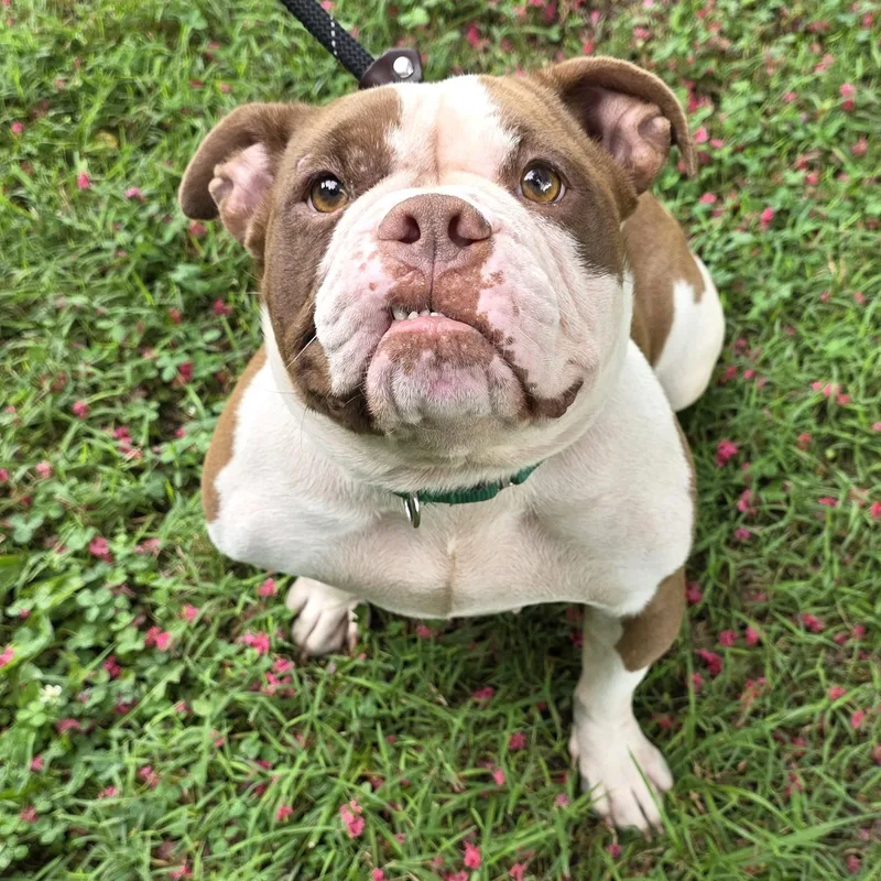 An adult medium-sized female White / Cream Mixed Breed dog named Natalie for adoption in Greensboro, NC