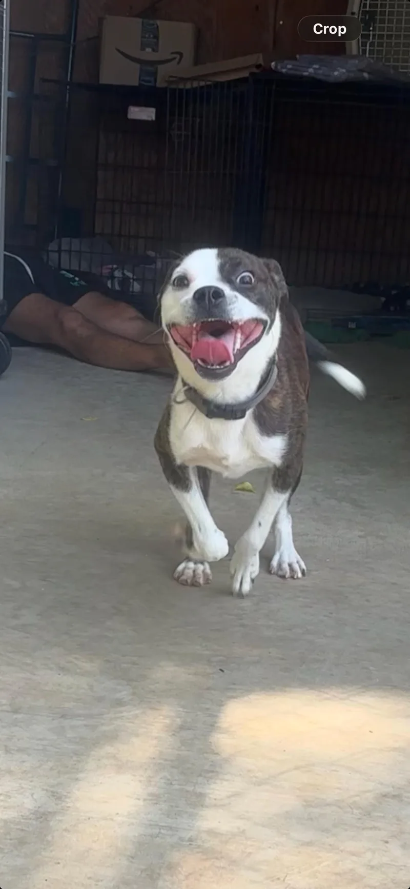 A young medium-sized male White / Cream Boston Terrier dog named Jimmy McNutty for adoption in Pilot Point, TX