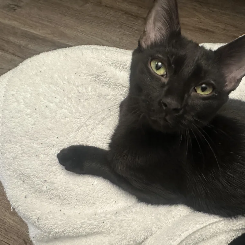 A young medium-sized male Black Domestic Short Hair cat named Aaron for adoption in Easley, SC