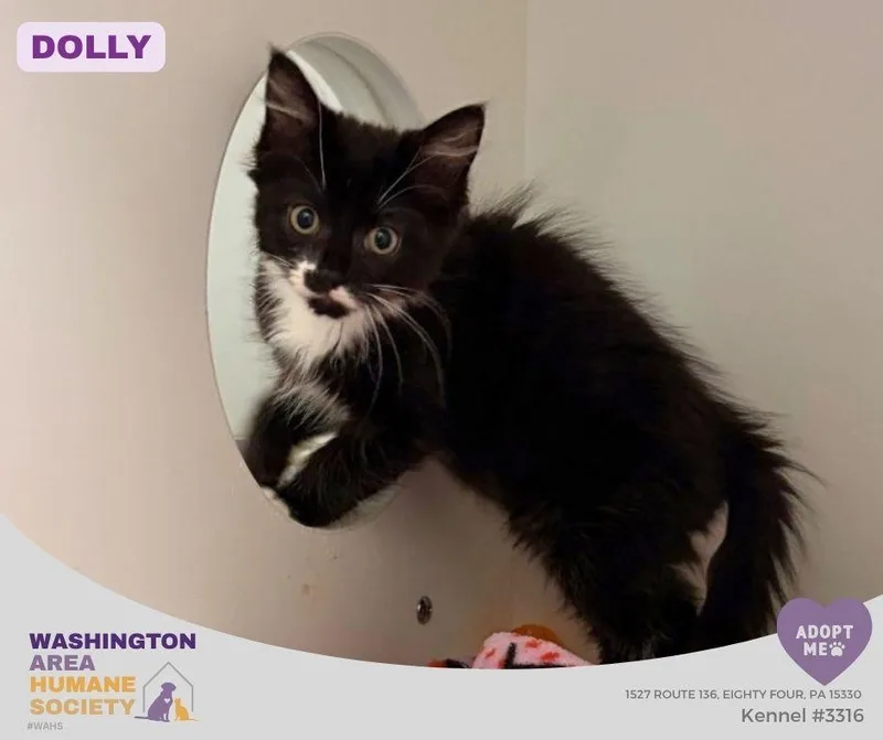 A baby small-sized female Domestic Medium Hair cat named Dolly for adoption in Eighty Four, PA