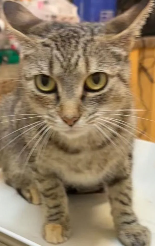 A young small-sized female Domestic Short Hair cat named Lotus for adoption in Elizabethton, TN