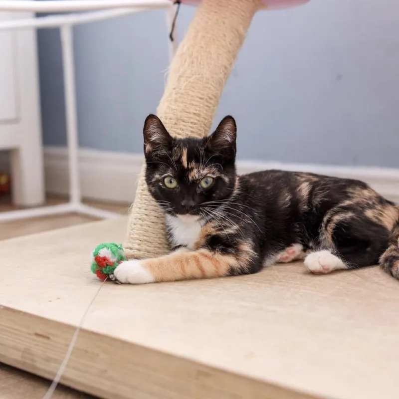 A baby small-sized female Tortoiseshell Domestic Short Hair cat named Agnetha for adoption in Los Angeles, CA
