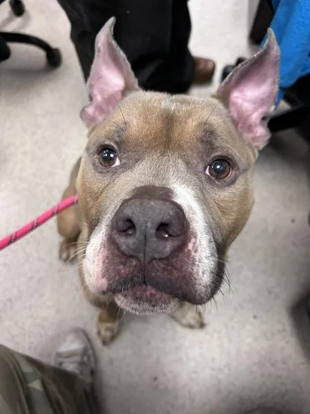 An adult medium-sized male Mixed Breed dog named Jojo for adoption in New York, NY