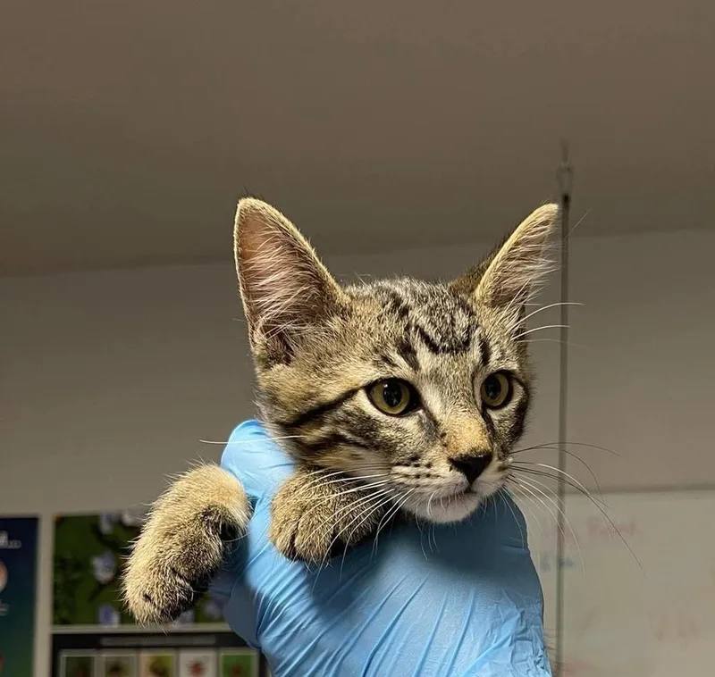 A baby medium-sized male Domestic Short Hair cat named Marc for adoption in Bolivar, MO