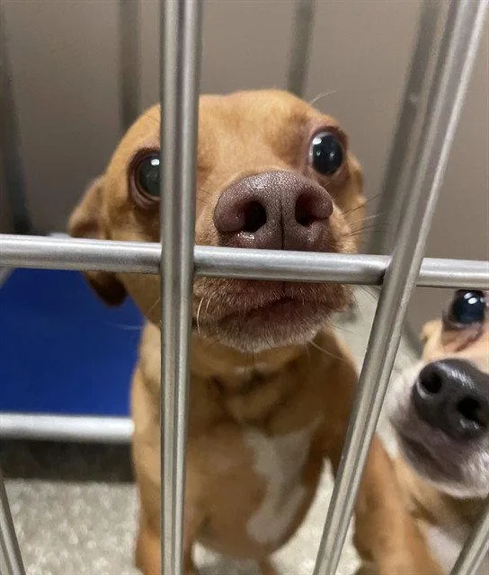 An adult small-sized male Chihuahua dog named Rex for adoption in Clyde, NC