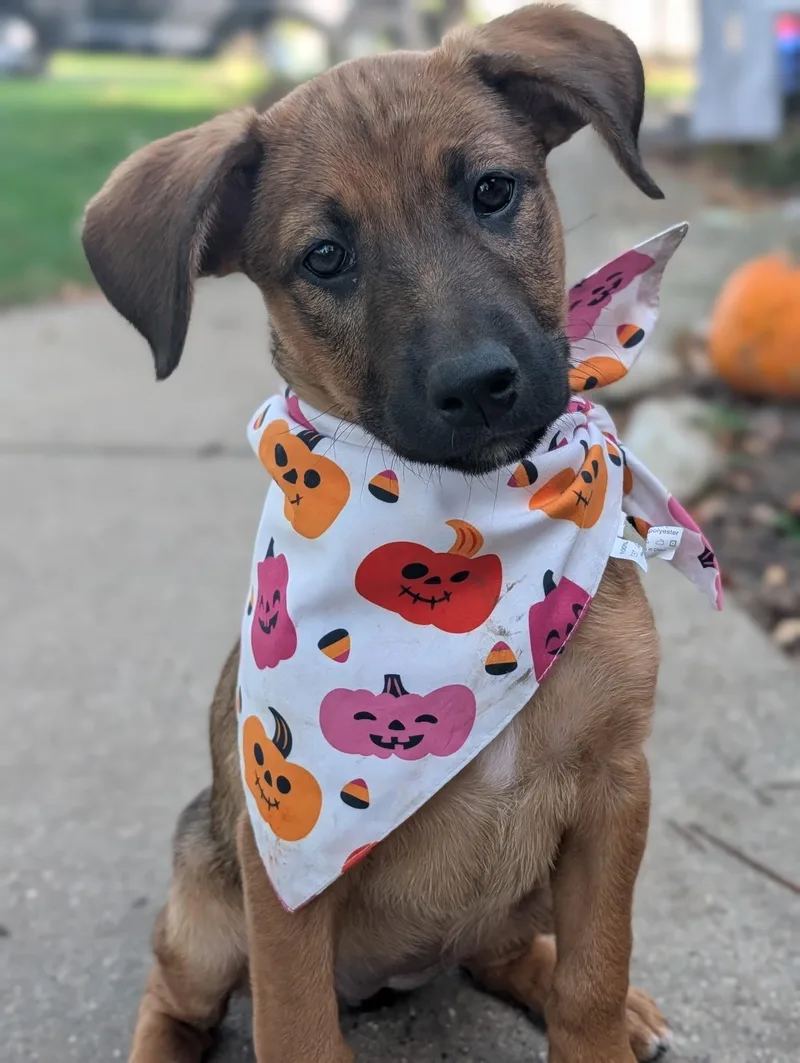 A baby medium-sized female Brown / Chocolate German Shepherd Dog named Nyx for adoption in Byron, IL
