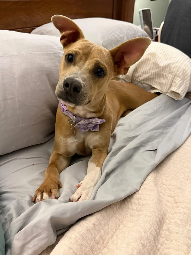 A young medium-sized female Pit Bull Terrier dog named Pluto for adoption in Nashville, TN