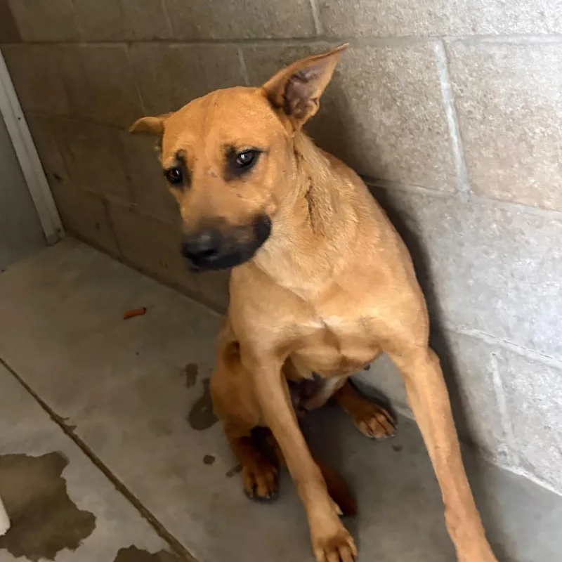 An adult large-sized female Brown / Chocolate Mixed Breed dog named Edsel for adoption in Yuma, AZ