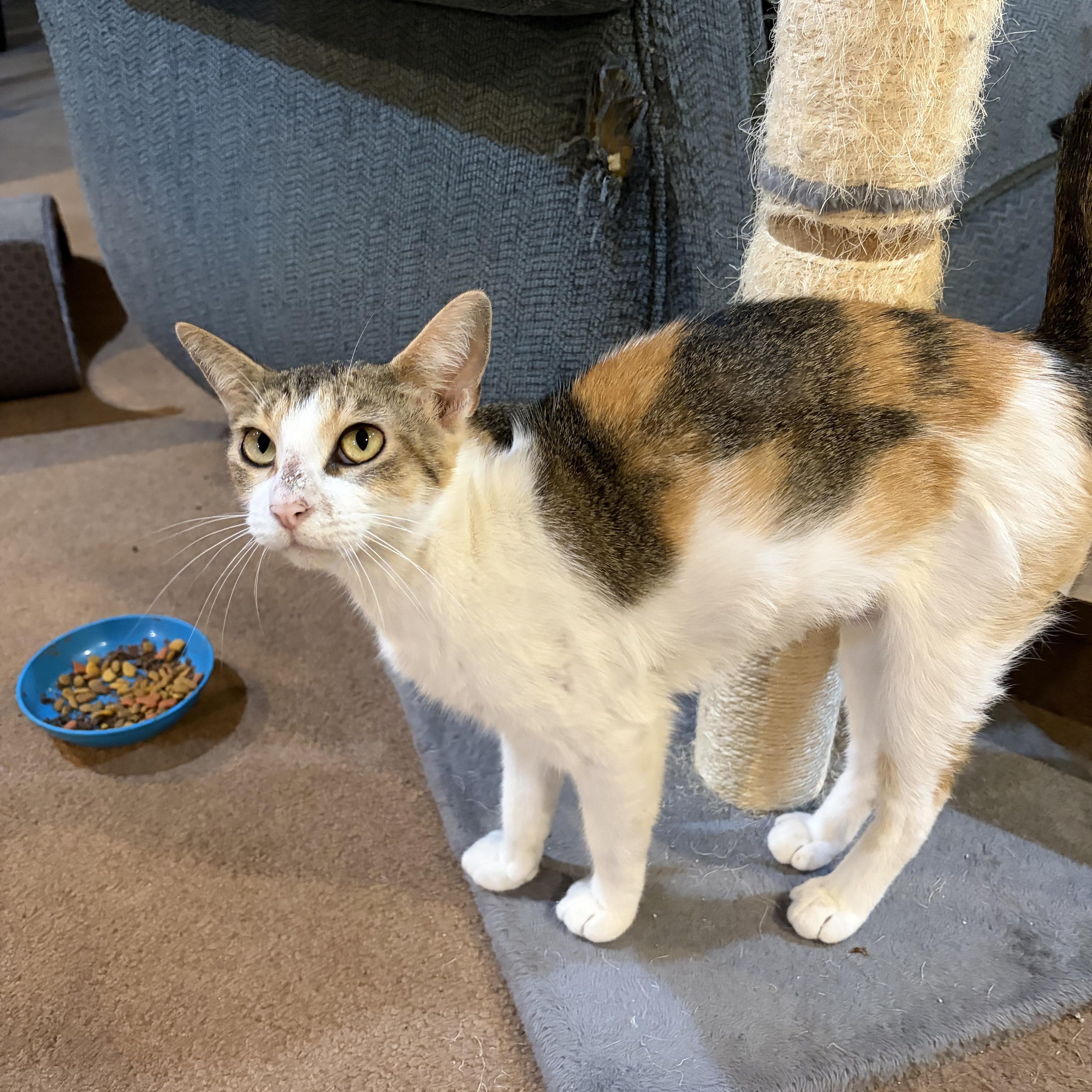 An adult medium-sized female Calico Domestic Short Hair cat named Marie for adoption in Mineral Point, WI