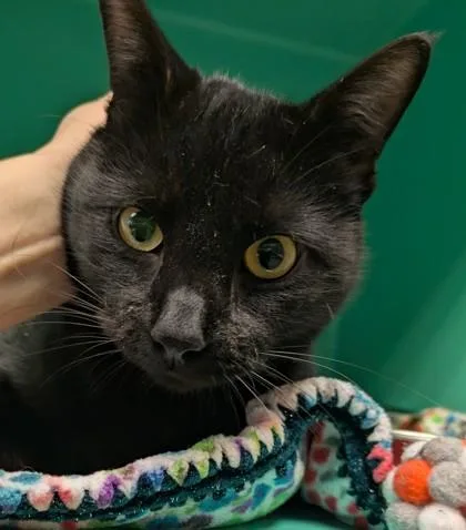 Concerta thumbnail 2