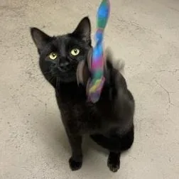 Concerta thumbnail 3