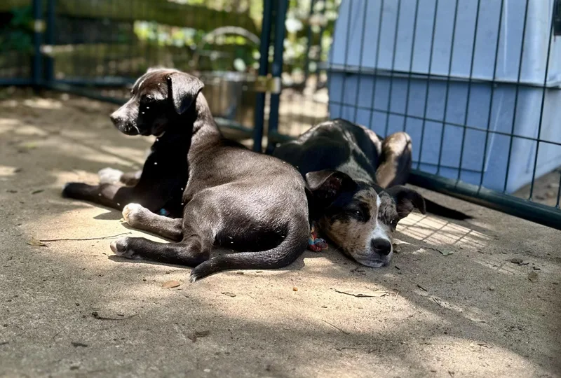 A baby small-sized male Australian Cattle Dog / Blue Heeler dog named Enzo for adoption in Parrish, FL