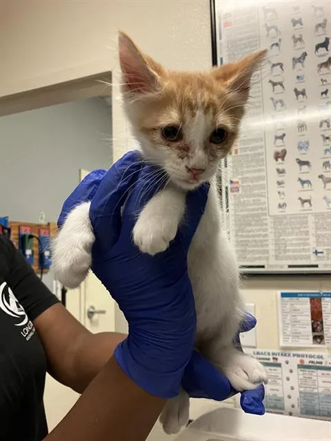 A baby small-sized male Domestic Short Hair cat named A for adoption in Long Beach, CA