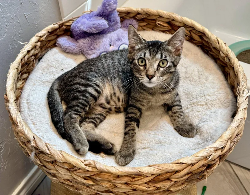 A baby small-sized male Domestic Short Hair cat named Stormy for adoption in Arlington, TX