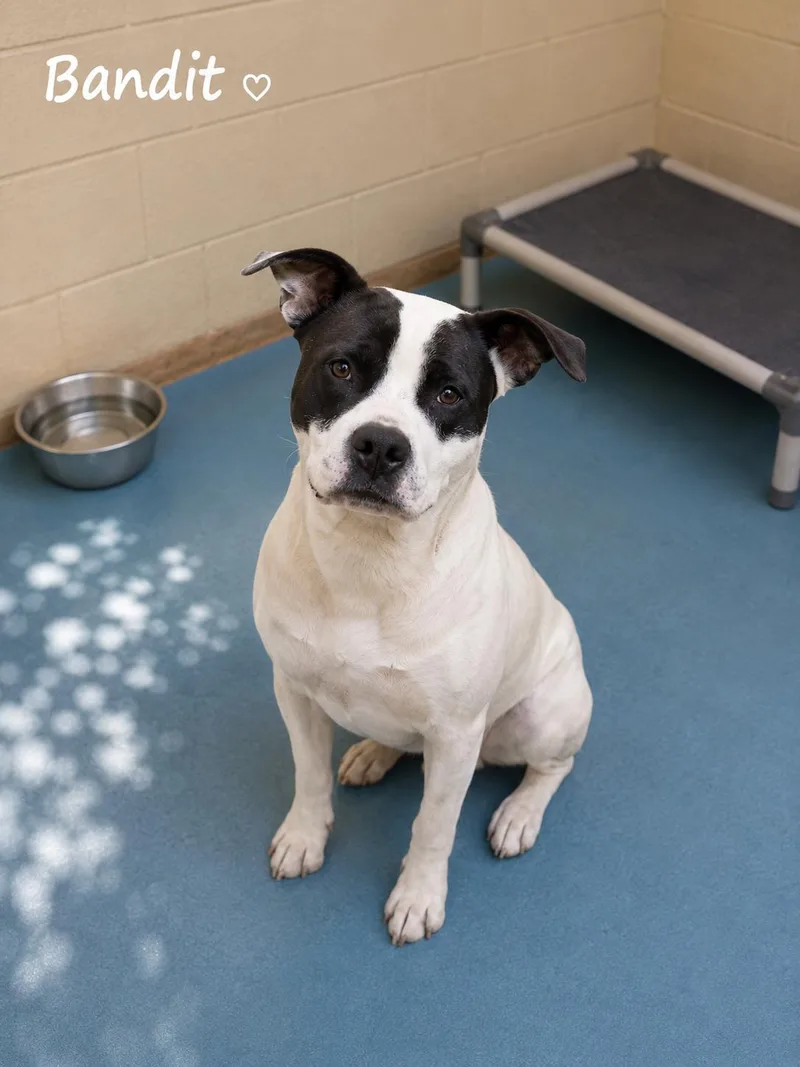 An adult medium-sized male Bicolor American Bully dog named Bandit for adoption in Sylacauga, AL