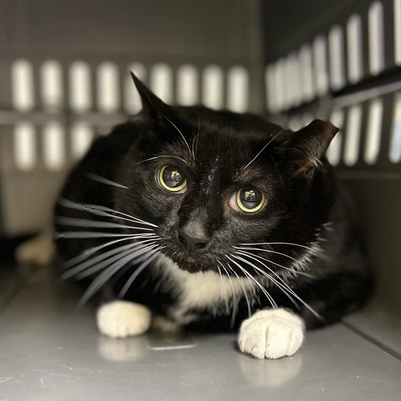 An adult extra large-sized female Black Domestic Short Hair cat named Raven for adoption in Charlottesville, VA