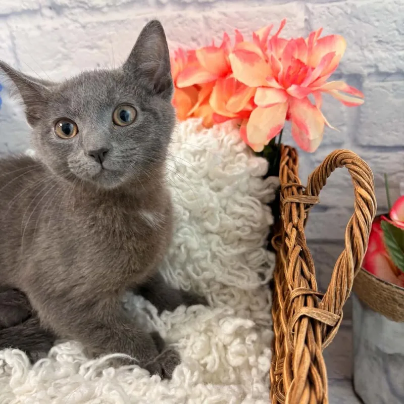 A baby small-sized male Gray / Blue / Silver Domestic Short Hair cat named Tater for adoption in Harrisonburg, VA